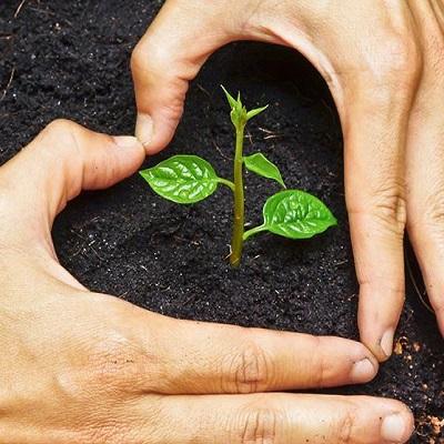 Plant a tree - LeBridge